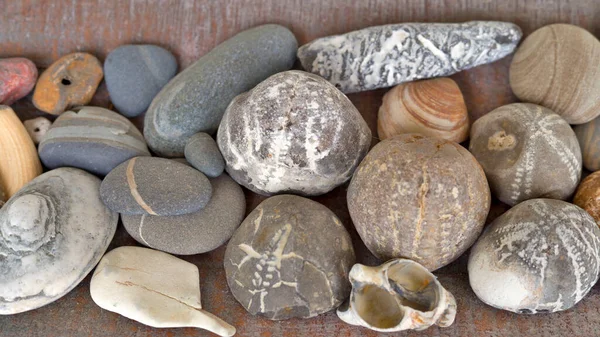 Collection Fossil Stones Shells — Stock Photo, Image