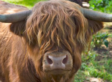 Genç bir İskoç sığırı
