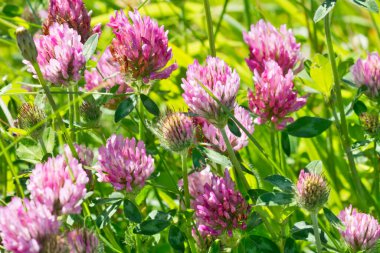 Çayırdaki kırmızı yonca çiçeği