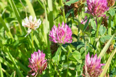 Çayırdaki kırmızı yonca çiçeği