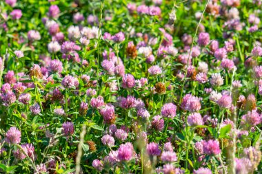 Çayırdaki kırmızı yonca çiçeği