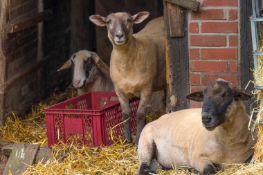 Bir ahırda üç koyun