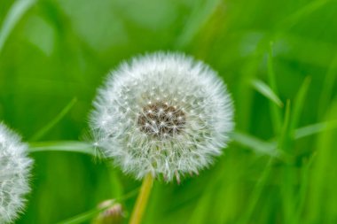 Yeşil arka planı olan bir karahindiba topunun yakın çekimi.