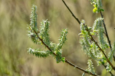 İlkbaharda söğüt ağacında