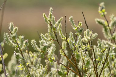 İlkbaharda söğüt ağacında