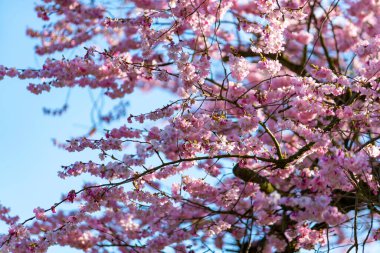 İlkbaharda çiçek açan kiraz ağacının yakın çekimi.