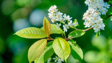 Bir şırınganın yeşil dalına yakın çekim.