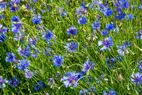 Centaurea Cyanus Pole Niebieskich Kwiatów Kukurydzy — Zdjęcie stockowe