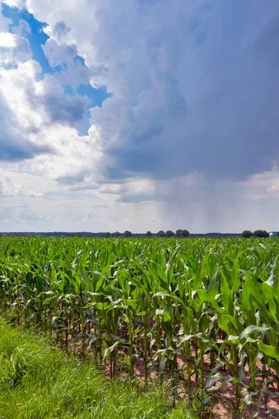 一片玉米地和多雨的风暴云 — 图库照片