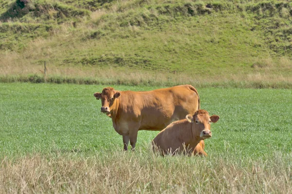 Vacas Lecheras Marrones Prado Verde — Foto de Stock