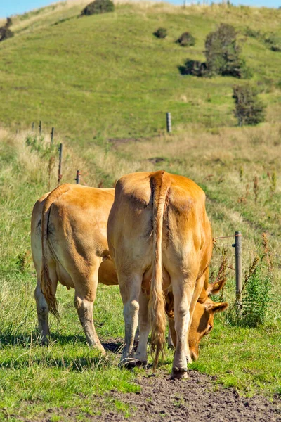 Vacas Lecheras Marrones Prado Verde Por Detrás — Foto de Stock