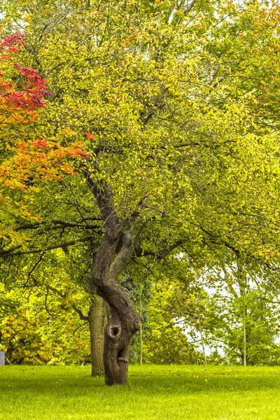 Egy Őszi Levelekkel Parkban Fatörzs Olyan Mint Egy Arc — Stock Fotó