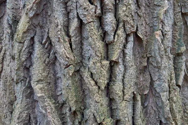 Eski bir meşe kabuğuna yakın