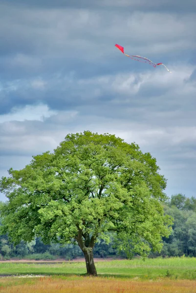 Tree Flying Kite Windy Weather — Stock Photo, Image