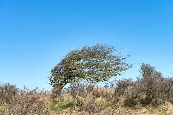 Skew Whiff Sea Buckthorn Tree Dune Landscape North Sea Coast — Stock Photo, Image