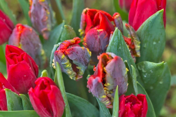 Monte Tulipas Vermelhas — Fotografia de Stock