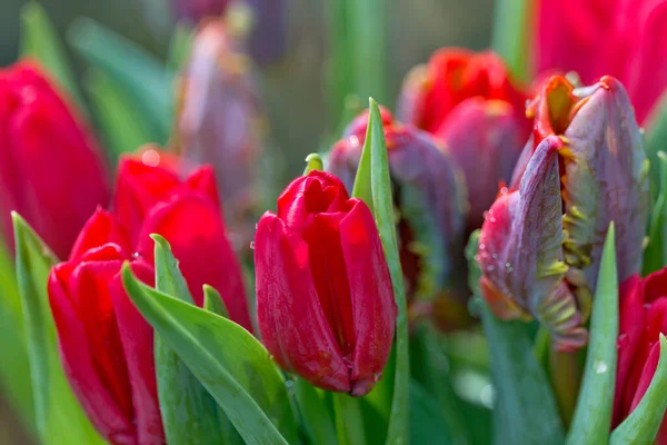 Banda Červených Tulipánů — Stock fotografie