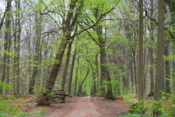 Una Pista Forestal Primavera Sachsenwald Alemania — Foto de Stock