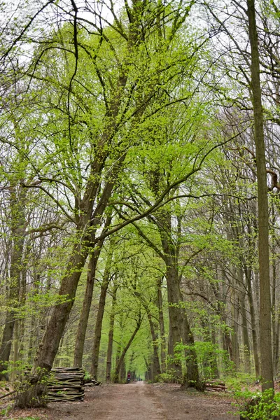 Uma Trilha Florestal Primavera Sachsenwald Alemanha — Fotografia de Stock