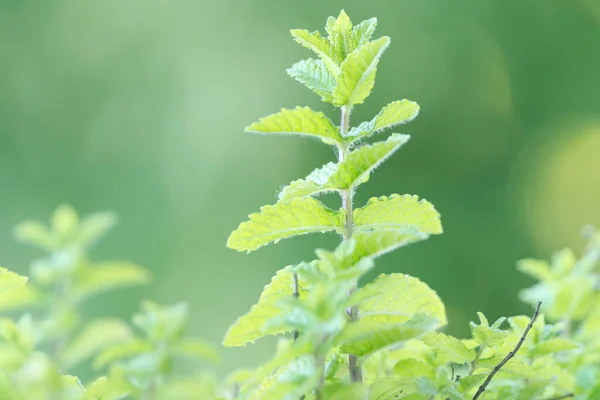 Groene Muntplant Zonnig Licht — Stockfoto