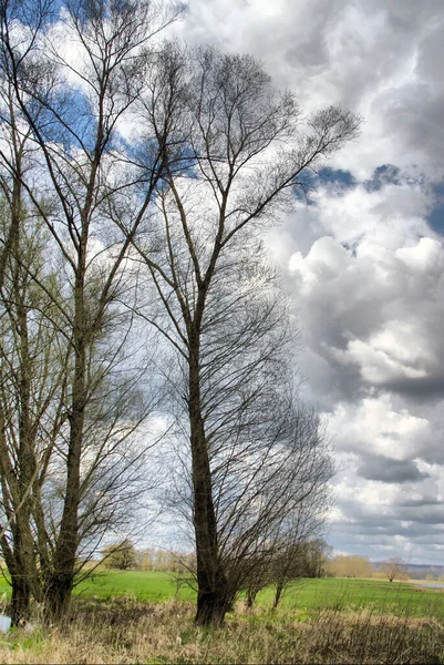 Alberi Nella Riserva Naturale Dell Elba Bassa Sassonia — Foto Stock