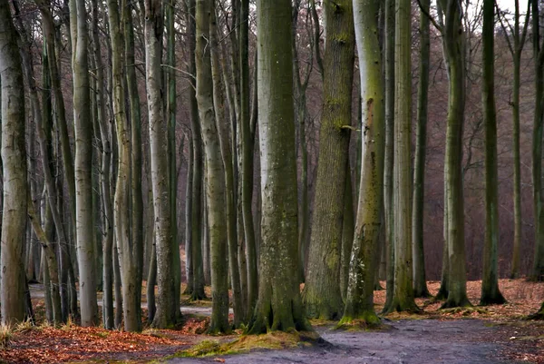 Forest Landscape Footpath Beech Trees — Stock Photo, Image