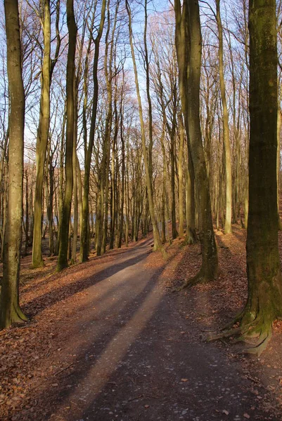 Bosque Haya Bosque Haya Ruegen Isla Alemania — Foto de Stock