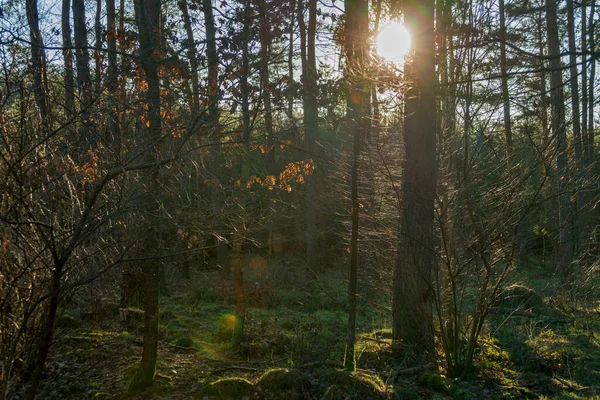 Солнечный Свет Заповеднике Лесу — стоковое фото
