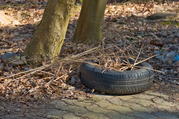 Staré Auto Pneumatiky Vyhozené Lese — Stock fotografie