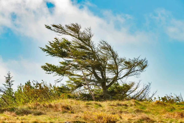 Árbol Una Duna Costa Del Mar Del Norte Parque Nacional — Foto de Stock