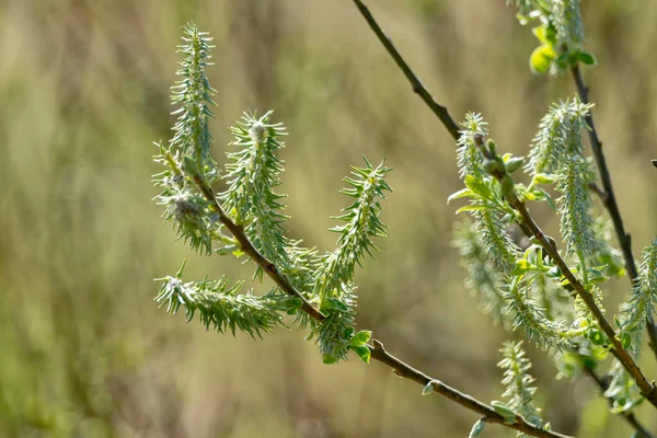 İlkbaharda söğüt ağacında