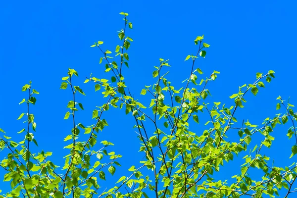 Berkenboom Blauwe Lucht — Stockfoto