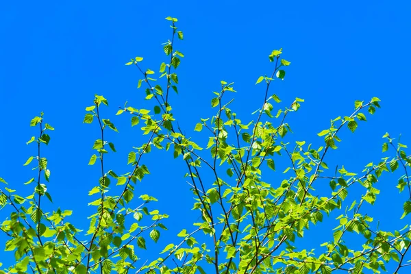 Bouleau Ciel Bleu — Photo