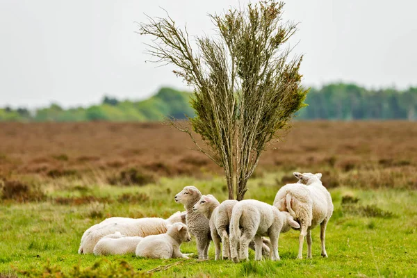Een Kudde Schapen Heide — Stockfoto