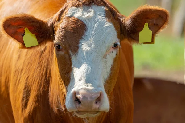 Primer Plano Una Vaca Lechera — Foto de Stock