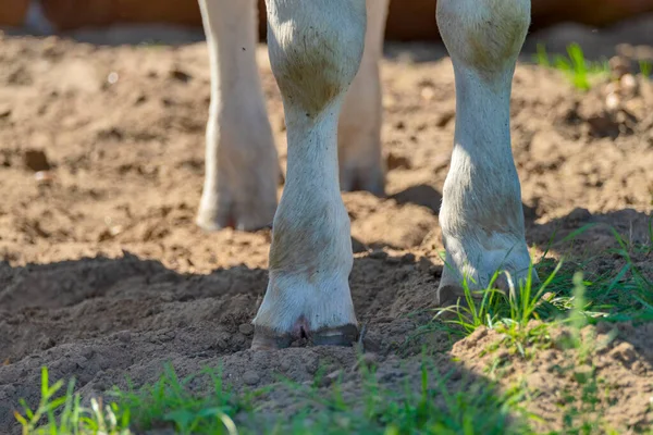 Las Patas Sucias Una Vaca Lechera — Foto de Stock