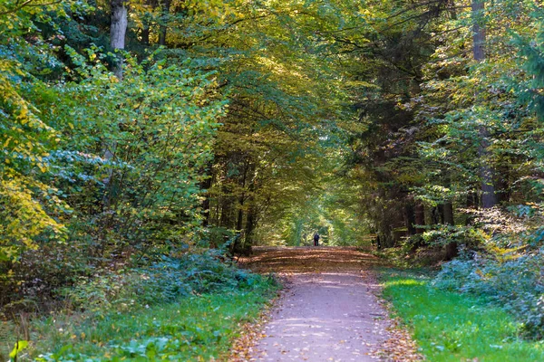 Ścieżka Lesie Późnym Latem — Zdjęcie stockowe