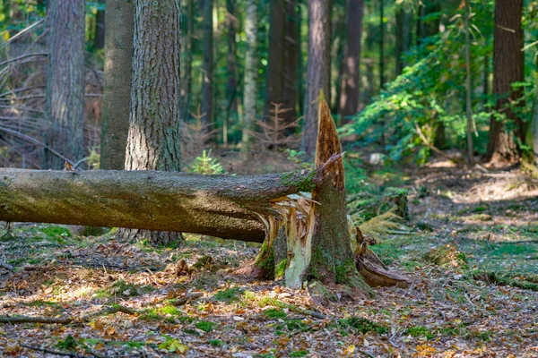 Padlý Strom Lese Bouři — Stock fotografie