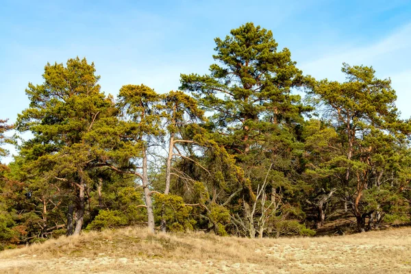 Gli Alberi Della Riserva Della Biosfera Dell Elba Sull Elba — Foto Stock