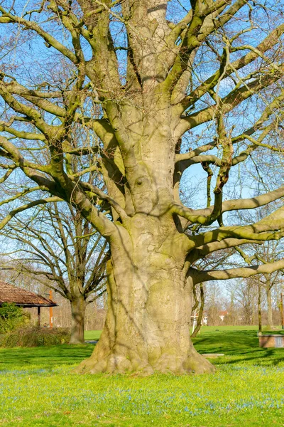 An old large and big common beech in springtime in a park in Lauenburg, Germany.