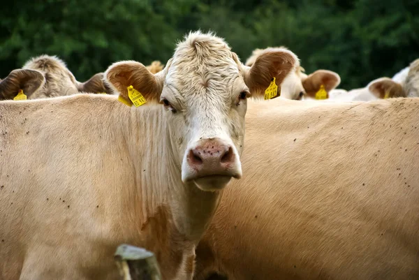 Primer Plano Una Vaca Lechera — Foto de Stock