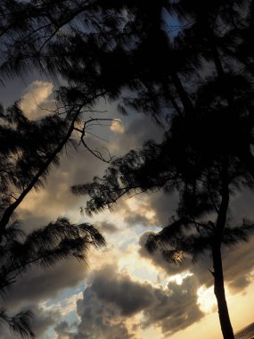 Güneşin rengini Beach ağaçlar ve bulutlar