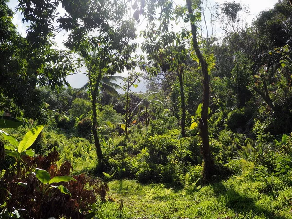 Tropical Forest Sunbath — Stock Photo, Image