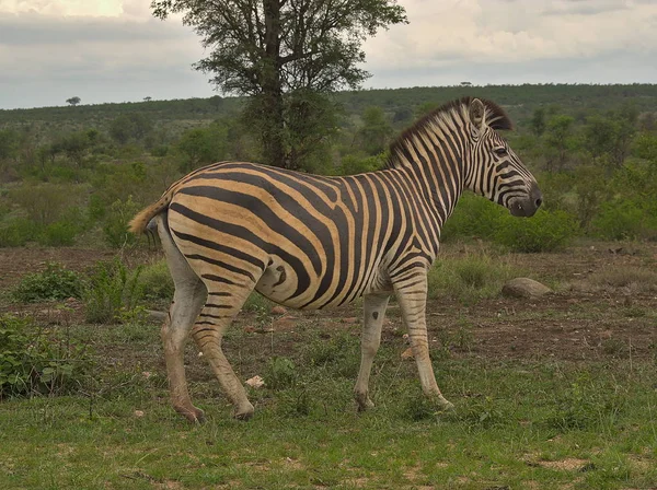 Zebra Kruger bulutlu gün — Stok fotoğraf