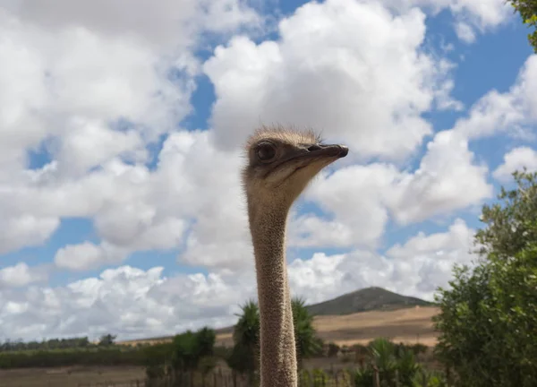 Retrato de avestruz con cielo azul y nubes en el fondo — Foto de Stock