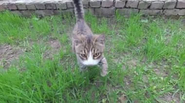 Yeşil çimenlikteki kedi karşılar