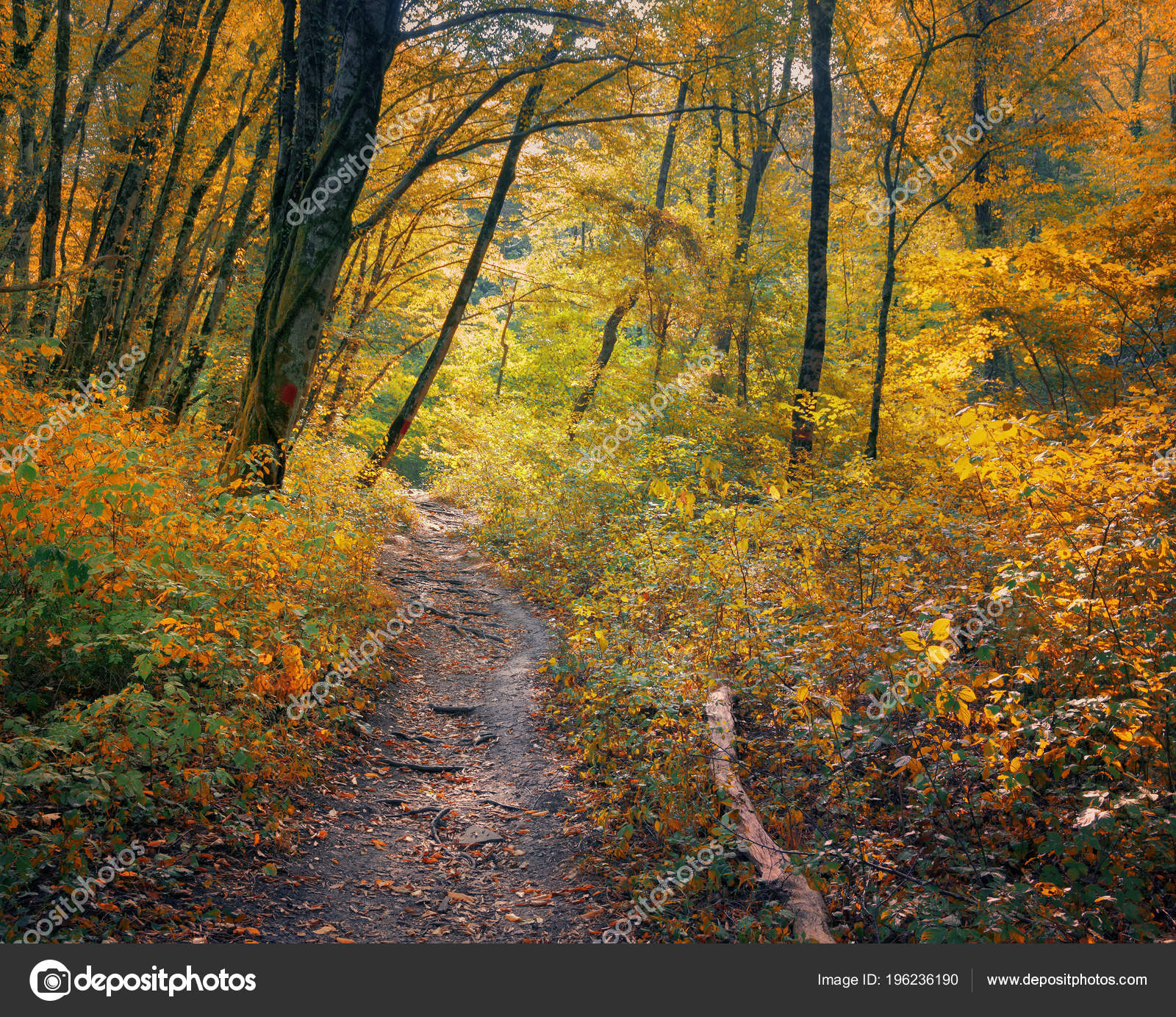 Walking Autumn Forest Forest Trail Stock Photo Image By C Chingis61