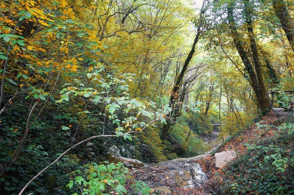 Walking in the autumn forest. Forest trail