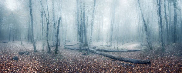 Fog in the forest .  Mysterious misty forest with a fantastic view