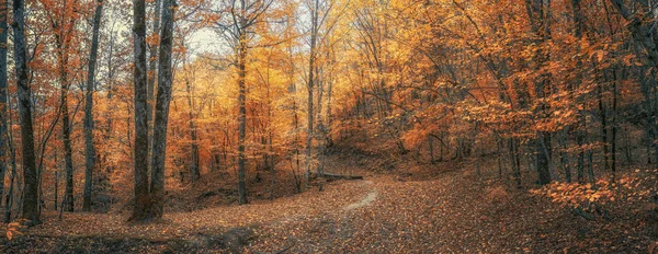 Forest trail. Autumn forest in the Caucasus, Krasnodar region, Russia